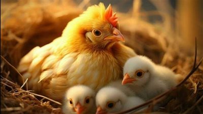 استقرار جديد فى أسعار الفراخ البيضاء والكتاكيت بالأسواق اليوم الأحد