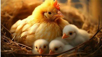 الزراعة: إنتاجنا من الدواجن يتجاوز 14 مليار بيضة سنويا وزيادة الطلب بالموسم