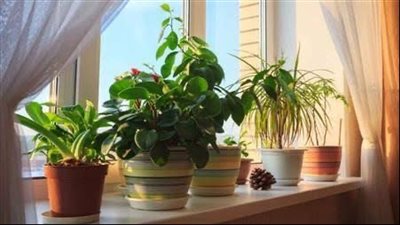 7 نباتات شتوية رائعة تضفي لمسة من الجمال والبهجة على شرفتك بالشتاء 