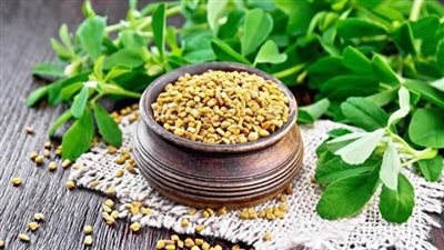 هل الحلبة فعلاً تساعد في علاج مرض السكري؟.. اكتشف الحقيقة