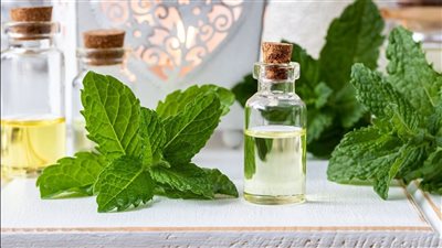 استنشاق زيت النعناع لعلاج الجيوب الأنفية.. الفوائد والمخاطر