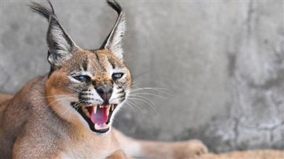 ما لم تعرفه عن الوشق المصري بعد مهاجمة جنود إسرائيليين على الحدود