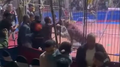 سيرك طنطا.. النيابة تصدر عدة قرارات بشأن واقعة هجوم الأسد