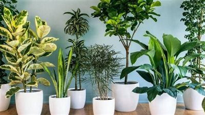 نباتات منزلية تساعد على تحسين رطوبة الهواء في منزلك خلال الصيف