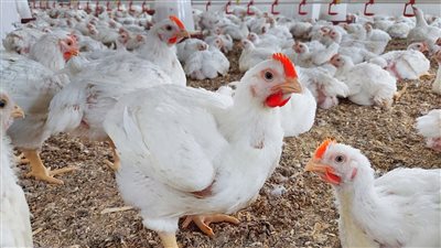 تراجع أسعار الدواجن اليوم الثلاثاء 28 أكتوبر 2025