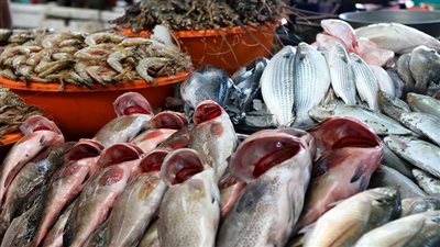 أسعار الأسماك اليوم الأثنين 7 يوليو 2025 في مصر.. استقرار بالأسواق