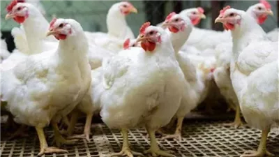 مفاجأة في سوق الدواجن والبيض اليوم الإثنين 6 أكتوبر