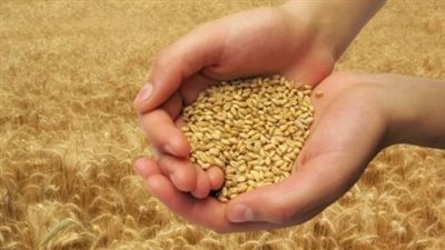 مركز الأزهر يوضح أحكام زكاة القمح مع بدء موسم الحصاد