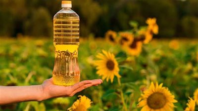 زيت عباد الشمس والقلب.. علاقة صحية أم خطر صامت؟