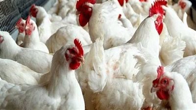 أسعار الدواجن اليوم الخميس 30 أكتوبر 2025 في البورصة 