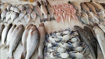 أسعار الأسماك اليوم الجمعة 11 يوليو.. استقرار نسبي في البلطي وارتفاع الكاليماري