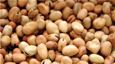 الفول البلدي والمستورد.. هل تستمر الأسعار في الثبات أم نشهد تغييرات قريبة؟