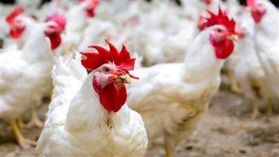 استقرار في أسواق الدواجن والبيض للمستهلك اليوم الأحد