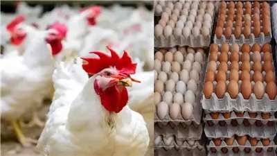 أسعار الدواجن والبيض والكتاكيت اليوم الأربعاء 30 أبريل 2025