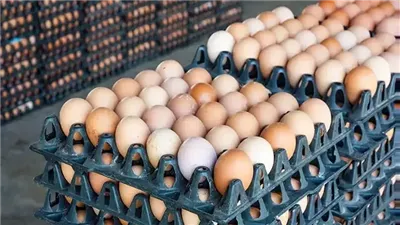 استقرار أسعار البيض في الأسواق اليوم الثلاثاء 5 أغسطس 2025