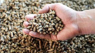 تراجع أسعار الأعلاف في مصر اليوم الخميس