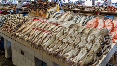 استقرار في أسعار الأسماك اليوم السبت.. البلطي يبدأ من 30 جنيها 