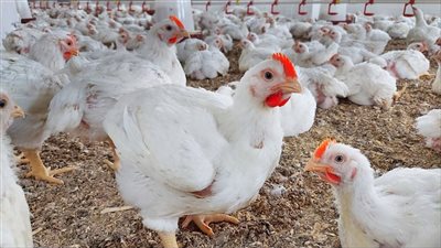 أسعار الدواجن البيضاء والكتاكيت والبيض اليوم الخميس