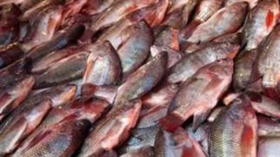 أسعار الأسماك اليوم الثلاثاء 13 مايو 2025.. إقبال متزايد من المواطنين