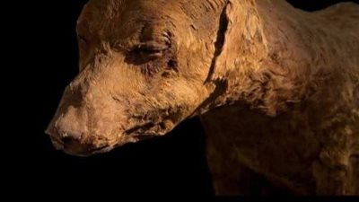 قطعة أثرية نادرة.. مومياء « كلب صيد» في المتحف المصري بالقاهرة