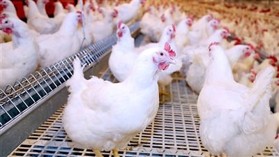 أسعار الدواجن اليوم السبت 19 يوليو 2025.. استقرار الفراخ البيضاء وارتفاع البيض