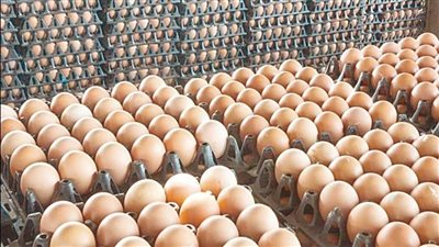 أسعار البيض اليوم الثلاثاء 17 يونيو 2025.. الأبيض بـ115 جنيها للمستهلك