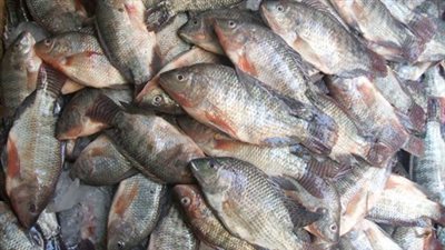  تباين حاد في أسعار الأسماك اليوم الأربعاء 15 أكتوبر