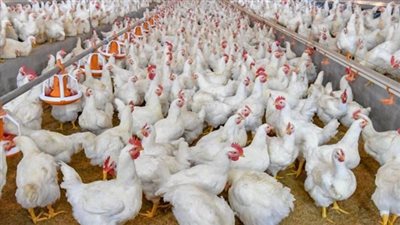 استقرار أسعار الدواجن والبيض اليوم الأربعاء 8 أكتوبر