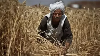 محافظ البحيرة تؤكد استمرار توريد القمح المحلي ومتابعة دقيقة لضمان الجودة