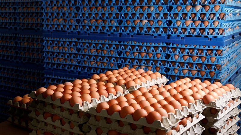 سعر كرتونة البيض