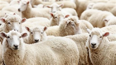 طريقة توزيع الأضحية.. هل «الثلاثة أقسام» شرط أم مستحب؟