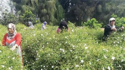 محافظ الغربية.. إنهاء أزمة توريد الياسمين بقرية شبرابلولة.. وتثبيت السعر عند 105 