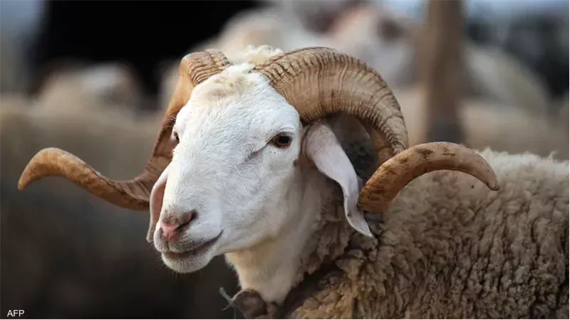 أضحية العيد