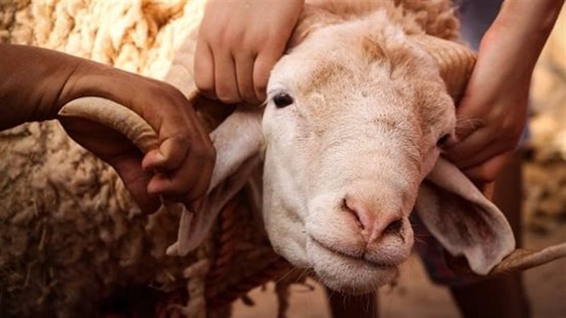 الأضحية