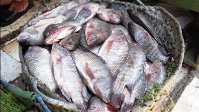 أسعار الأسماك في سوق العبور اليوم الخميس