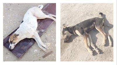 تسميم الكلاب يثير الغضب بالجيزة.. والأمن يضبط الجاني خلال ساعات