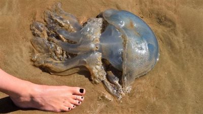 كيفية التعامل السليم مع «لدغات قنديل البحر» أثناء المصيف لحماية صحتك