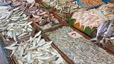 استقرار أسعار الأسماك في الأسواق.. وتنوع كبير في المعروض