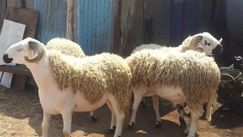 العقيقة
