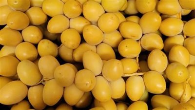 طعمه لذيذ وفوائده كبيرة.. اكتشف أسرار «البلح البرحي» وتأثيره على صحتك