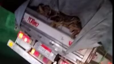 جدل واسع بعد ظهور فيديو لسيارة محملة بجثث كلاب.. والتحقيقات تكشف التفاصيل