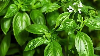 اكتشف فوائد الريحان المذهلة.. يحمي من الالتهابات ويقي من الأمراض المزمنة