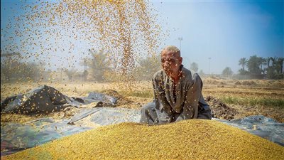 فيديو يؤكد تراجع واردات مصر من القمح 2025