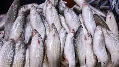 أسعار الأسماك في سوق العبور اليوم الخميس 18 سبتمبر