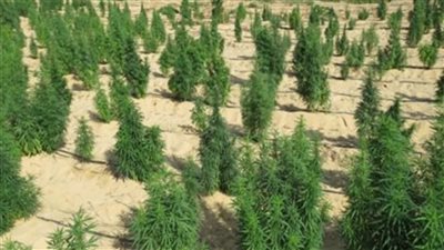 العملية الأمنية تكشف كواليس مزرعة مخدرات بـ1.6 مليار