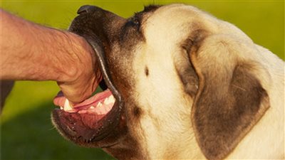 اليوم العالمي لداء الكلب…  أعرف أعراضه وطرق الوقاية