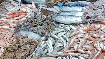 هدوء نسبي في أسعار السمك  بالأسواق اليوم الخميس