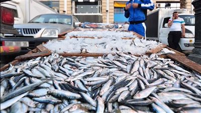 استقرار أسعار الأسماك اليوم الإثنين في الأسواق المصرية