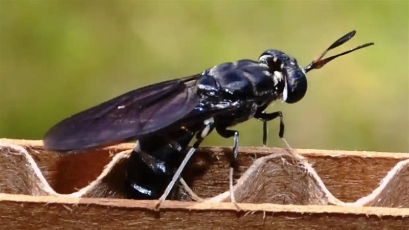 ذبابة الرمل السوداء